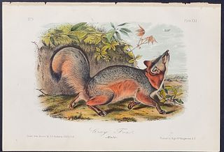 Audubon - Gray Fox. 21