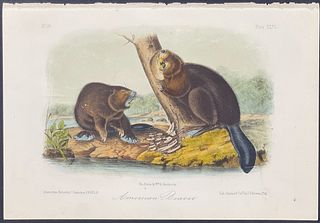 Audubon - American Beaver. 46