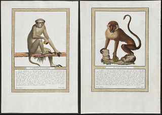 Jacob - 3 Monkey or Primate Engravings
