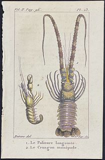 Buffon - Lobster, Crustacean. 13