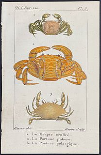 Buffon - Crabs. 5
