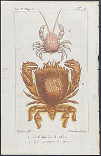 Buffon - Crabs. 9