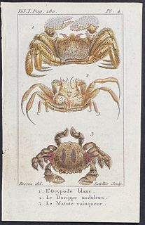 Buffon - Crabs. 4