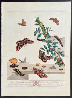 Moses Harris - Emperor Moth, Small Egger Moth, Yellow Tail Moth. 25
