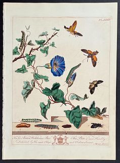 Moses Harris - Bindweed & Dot Moth, Hummingbird Hawk-Moth. 24