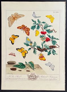 Moses Harris - Great Egger Moth, Brimstone Moth, Clouded Yellow Butterfly, China Mark Likeness omth, Wood White Butterfly. 29