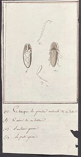 Original Entomology Illustration after Godeffroy's Collection
