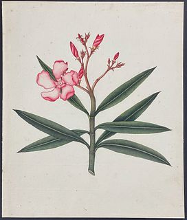 Original Botanical Watercolor