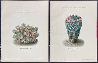 Schumann - Pair of Cactus Chromolithographs