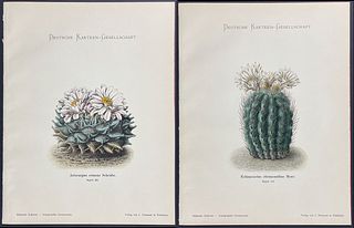Schumann - 3 Cactus Chromolithographs