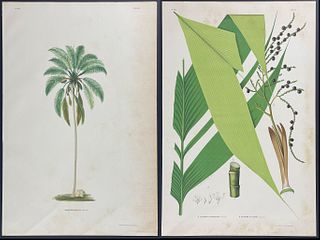 Rodrigues - 9 Folio Palm Chromolithographs