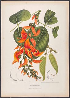 Nooten, Folio - Sacred Tree; Butea Frondosa
