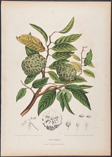 Nooten, Folio - Sugar Apple; Anona Squamosa
