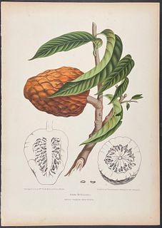 Nooten, Folio - Wild Sweetsop or Custard Apple; Anona Reticulata