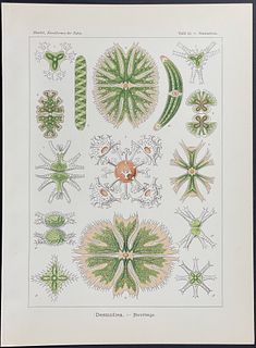 Haeckel - Green Algae; Desmidiea. 24