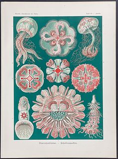 Haeckel - Jellyfish; Discomedusae. 98