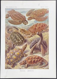 Haeckel - Turtles; Chelonia. 89