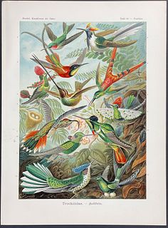 Haeckel - Hummingbirds; Trochilidae. 99