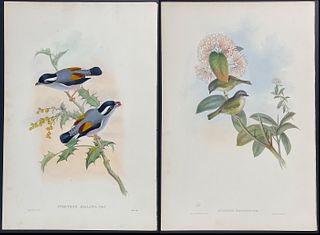 Gould - Pair of Folio Bird Lithographs: Grey-breasted Pteruthius & Yellow-green Allotrius
