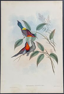 Gould - Vigors's Sun-Bird