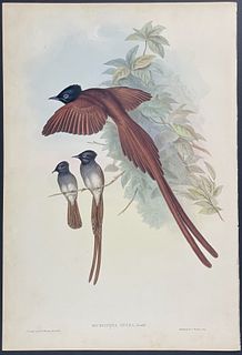 Gould - Ince's Paradise Flycatcher