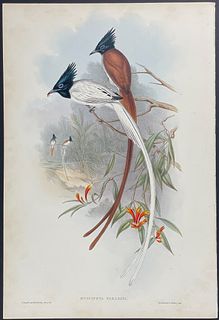 Gould - Paradise Flycatcher