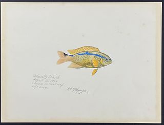 Kenyon, Original Watercolor - Fish, Found at Admiralty Islands on Coral Reef, August 1944