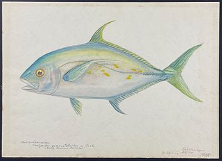Kenyon, Original Watercolor - Hawaiian Jack Fish (Carangoides gymnostelloides), Found at Bishop Museum, Honolulu, Hawaii, Kwajeline Lagoon, February 1