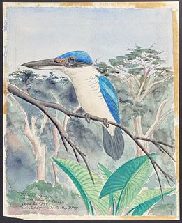 Kenyon, Original Watercolor - Collared Kingfisher, Found at Espiritu Santo, Vanuatu, June 1944