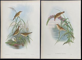 Gould - 4 Folio Warbler Lithographs