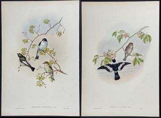 Gould - 4 Folio Flycatcher & Tit Lithographs
