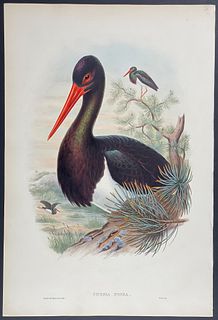 Gould - Black Stork