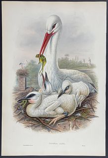 Gould - Stork