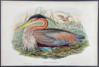 Gould - Purple Heron