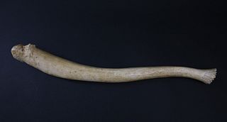 Antique Oosick Penis Bone