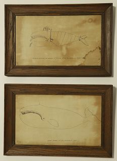Two Antique Pen Ink Drawings "Right Whale of the Northwest Coast"
