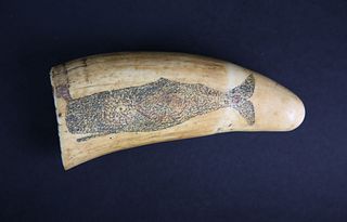 Scrimshawed Antique Sperm Whale Tooth, circa 1840