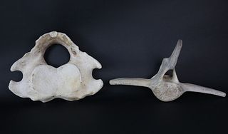 Two Antique Whale Vertebrae Bones