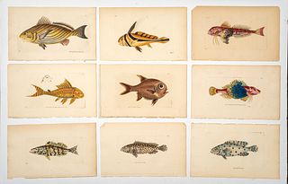 Nine Antique Hand Colored Fish Engravings From Nodder and Shaw's Naturalist's Miscellany, 1799/1800