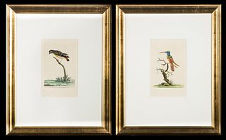 Two Hand Colored Copperplate Engravings of Birds from Shaw and Nodder's 'The Naturalist's Miscellany, or Coloured Figures of Natural Objects