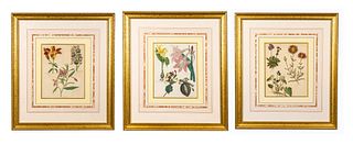 Three Antique Hand Colored Botanical Engravings