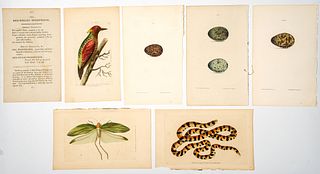 Antique Hand Colored Natural History Engravings