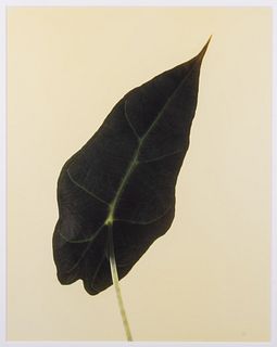 Jasper Wiedeman (Dutch, b. 1963) Photograph from the <i>Tulip Series</i>, 1999