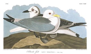 John James Audubon (After) - Kittywake Gull