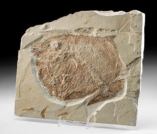 Bizarre Fossilized Paleobalistum Fish in Matrix