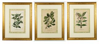 Three Elegantly Presented Asian Mistletoe Hand Colored Prints from Karl Blume's <i>Flora Javae, 1828-1858</i>