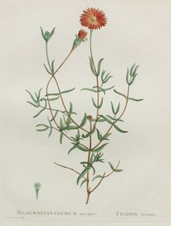Pierre Joseph Redoute - Mesembryanthemum Micans