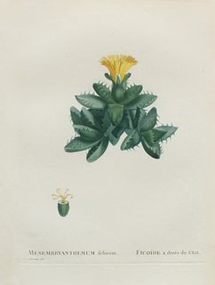 Pierre Joseph Redoute - Mesembryanthemum felinum