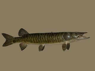 Vintage NOAH'S ARK Taxidermy Muskie FISH
