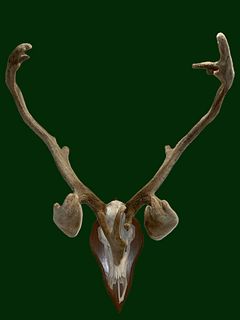 Authentic Caribou Skull Taxidermy Wall Hanging